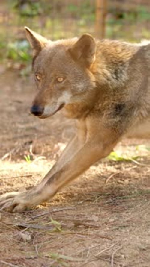 Lobo ibérico de pie en un santuario durante la Hora Dorada