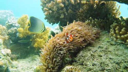 Sea Anemone and Clown Fish