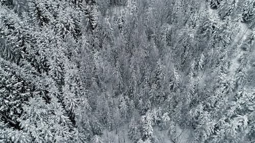 Dense Spruce Trees Covered With Snow At The Winterly Forest Park. Aerial Tilt-up