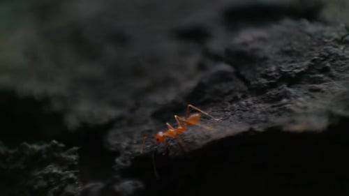 one Weaver ants or green ants are eusocial insects of the family Formicidae, close up