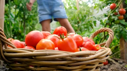 A Child in the Garden Harvests Tomatoes Selective Focus