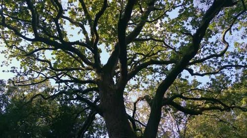 Observando el tronco y las ramas de un antiguo árbol tropical en verano. Ángulo bajo