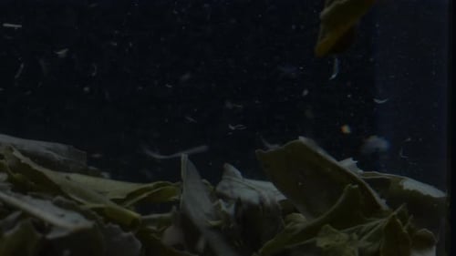 Bottom of a glass filled with green tea leaves