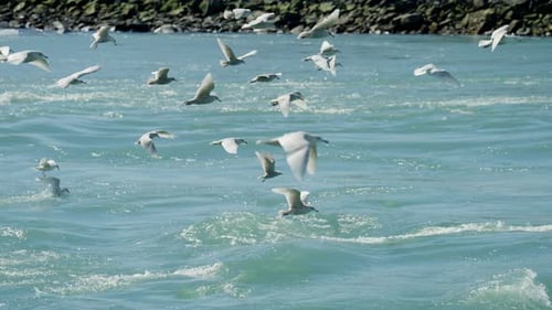 Flock Of Seagulls Flying Over Sea