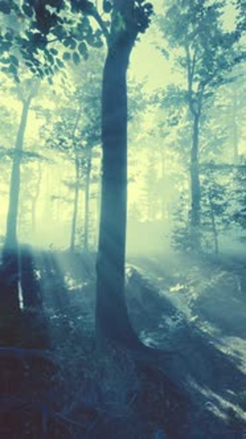 Rays of Sunlight Falling Into a Misty Forest