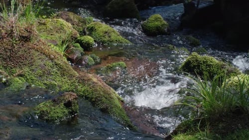 Rochers couverts de mousse dans un ruisseau
