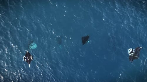 Top-Down View Of Manta Rays Swimming In Tranquil Blue Waters