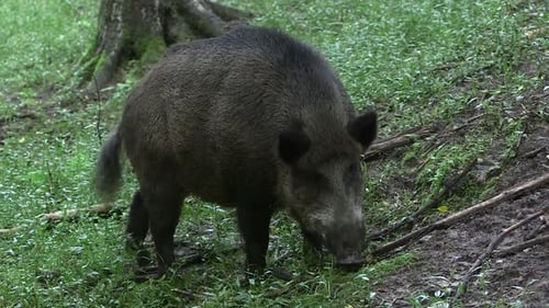 Wild Boar in the Forest Approaching the Camera
