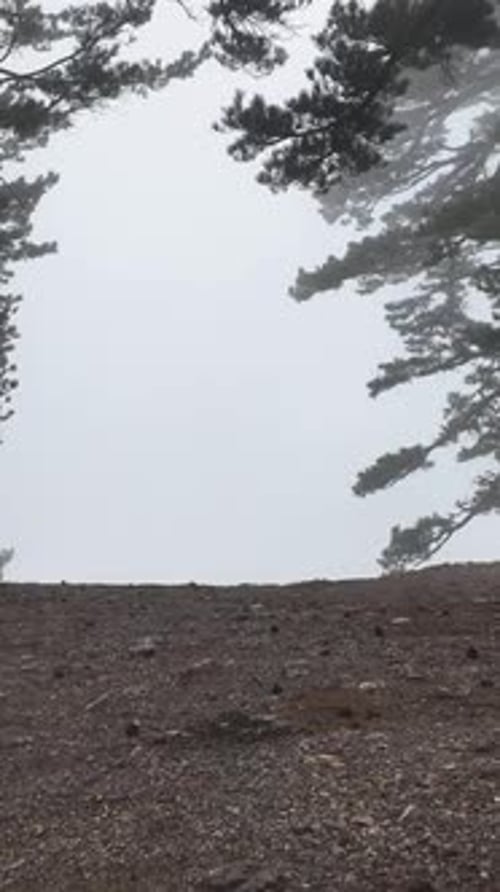 Vertical Video Misty Forest Flight Between Trees in the Foggy Forest
