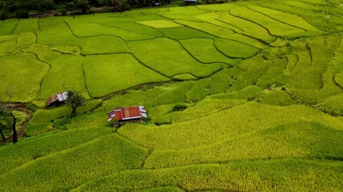 Descubra la serena belleza de los campos de arroz en Chiang Mai, Tailandia, en medio de un exuberante paisaje verde