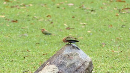 White-fronted bee-eater sits on a stone and sees all the insects flying around him