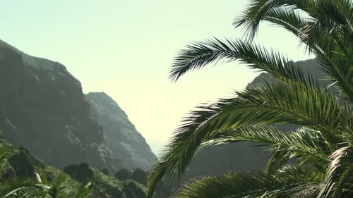 Palm Trees, Mountains and Lush Jungle Forest on a Sunny Day with Clear Sky. Idyllic Beautiful Natur