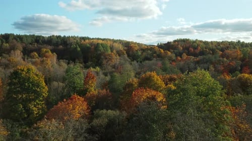 AERIAL: Autumn colorful forest with green, yellow and red leaves on the trees