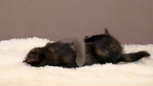 Petits chatons jouant à la mise au point sélective