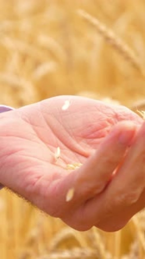 Closeup of Hands Gently Holding Wheat Grains in a Golden Field Showcasing Agricultural Beauty