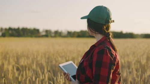 A Female Agronomist Walks By a Wheat Field Inspecting the Harvest at Sunset