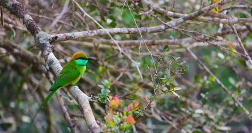 Little Green Bee Eater on a Branch Lat Merops Orientalis A Stunning Little Green Bee Eater Perched