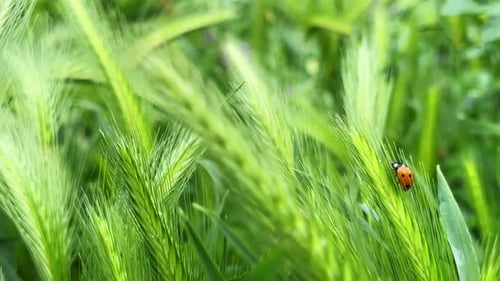 Marienkäfer unter Pflanzen in der grünen Natur 10