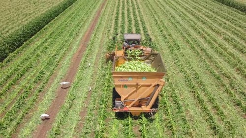 Tractor Harvesting Corn Crop in Green Field