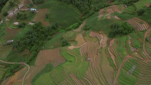 Drone Tilt Shot of Rice Field with Green and Water Filled Paddy Fields