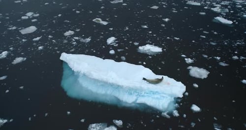 Leopard Seal Rest on Floating Ice in Antarctica