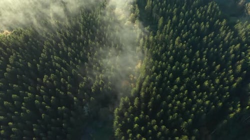 Thin Foggy Clouds Over Dense Forest Treetops Near Sommerain, Houffalize, Belgium. Aerial Topdown