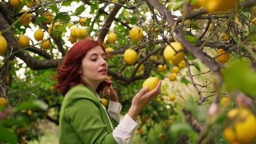 Woman Picks Ripe Lemon From Tree and Smells It
