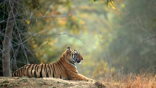 Bengalischer Tiger sitzt entspannt im nordindischen Wald