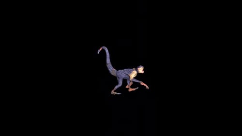 Black Monkey Run