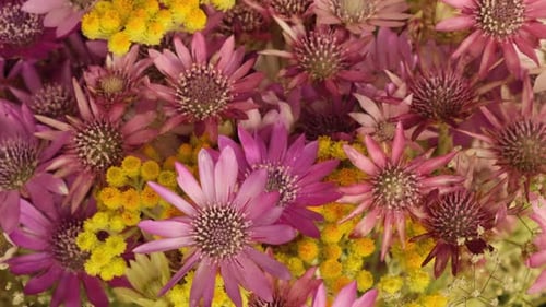 Macro Shot of Pink and Yellow Flowers