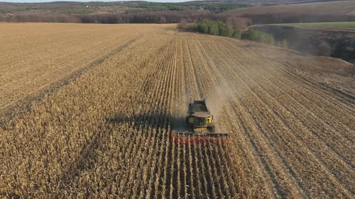 Aerial View of Combine Gathering Corn or Wheat Crop at Farmland Flying Over Harvester Working on