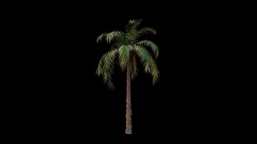 Animated Palm Tree Swaying in Wind with Alpha Channel