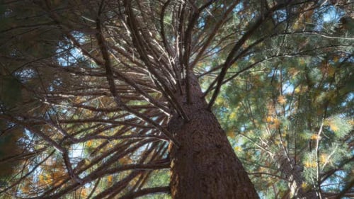 Looking up the giant sequoia tree on a sunny day.