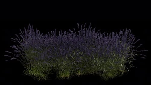 Flower Field blowing in the wind Loop Animation. Alpha Channel. Loop Animation