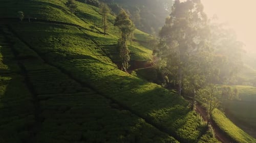 Aerial Drone View of Scenery Road Through Green Mountains Hills and Tea Plantations