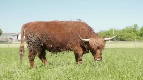 Highland Cow Grazing in Green Pasture