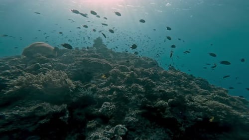 Marine Fishes in Coral Reef Nature Swimming in Blue Sea Water of Tropic Ocean