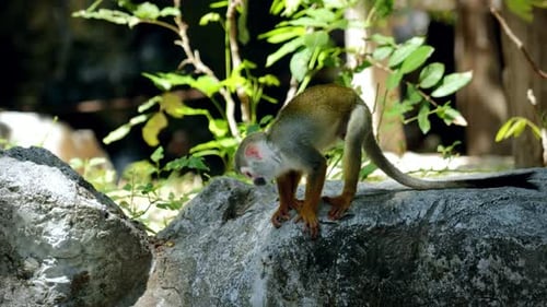 Gros plan de singes-écureuils dans une jungle tropicale humide