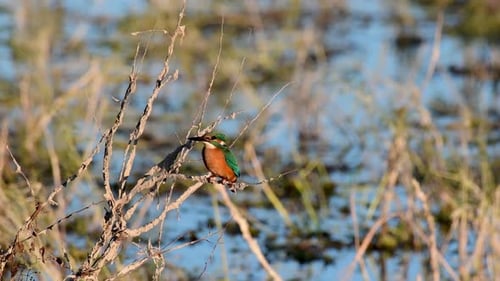 Beautiful blue Kingfisher bird, Common Kingfisher