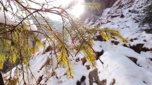 Helle Sonnenstrahlen scheinen durch einen Tannenzweig. Verschneiter Winterhintergrund. 4K-Ansicht