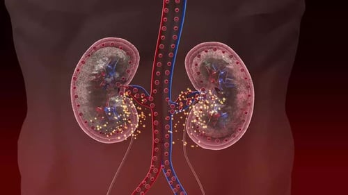 3D Rendering Animation for Kidney Pain Relief Medicine