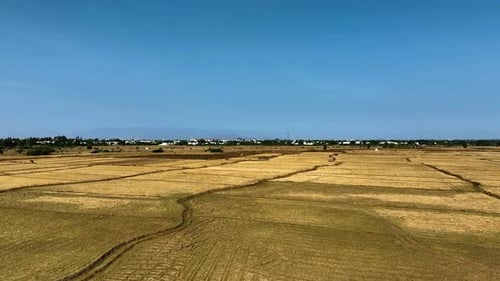 Dry Paddy Field By A Drone Moving Leftwards