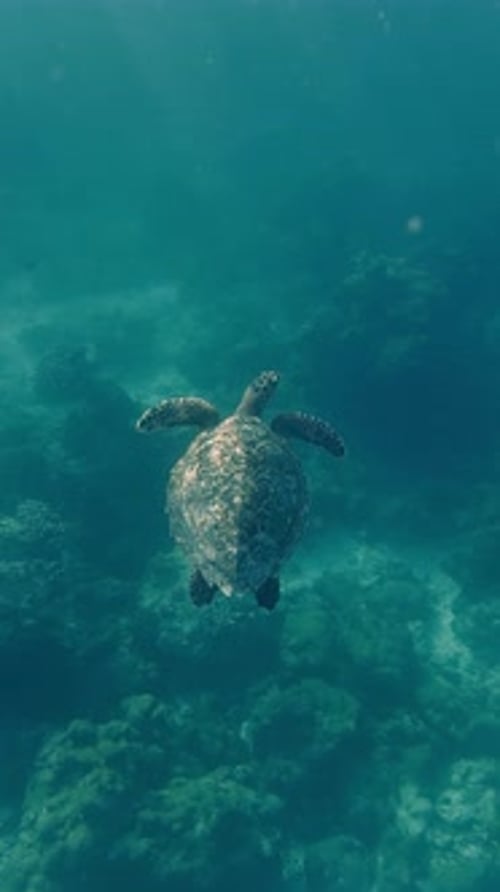 A Large Turtle Swims Among the Scenic Reef Underwater World of Maldives Islands the Sun's Rays