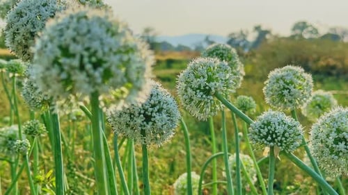 Closeup of Onion Flower Heads in Warm Sunlight