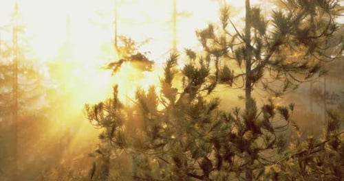 Warm Sunlight Filters Through Trees in a Tranquil Forest Setting at Dawn