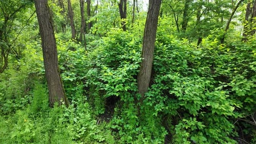 Green Idyll: May Forests and Summer Breezes