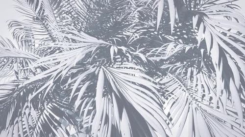 White Palms Background