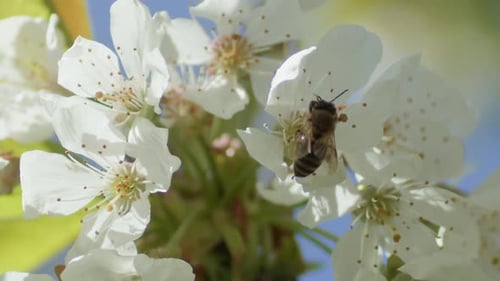 A Honey Bee Collects Pollen From the Flowers of a Cherry Branch