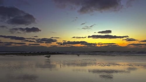 Ein Möwenpaar sitzt und einige fliegen an einem schönen Sommerabend über einen Strand