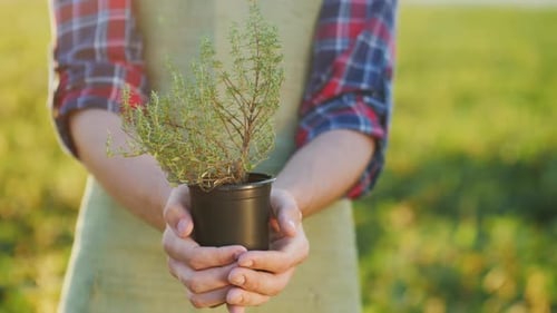 Les mains du fermier tiennent un petit pot de semis de thym